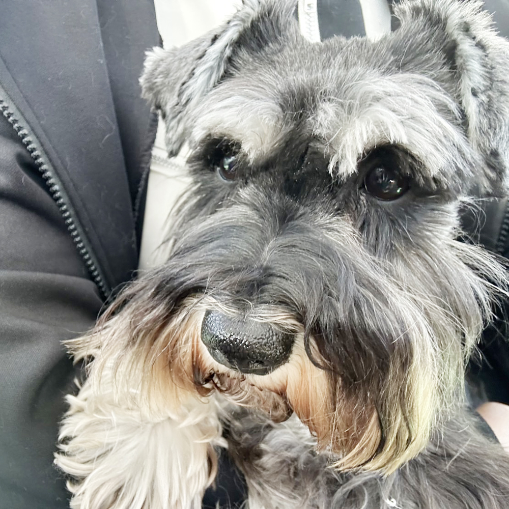 生徒が撮影したモデル犬たちの写真①